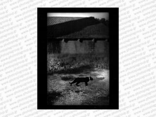 Giacomo brunelli