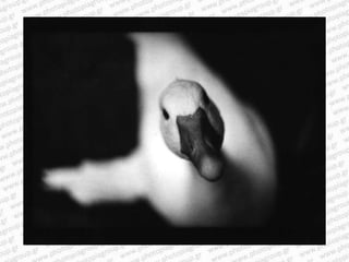 Giacomo brunelli