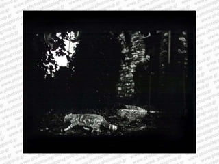 Giacomo brunelli