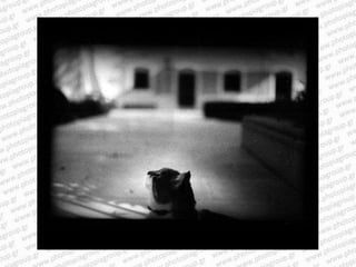 Giacomo brunelli