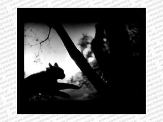 Giacomo brunelli