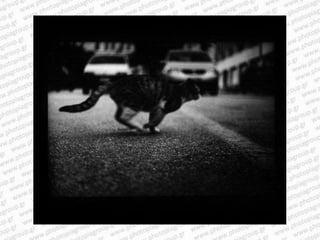Giacomo brunelli