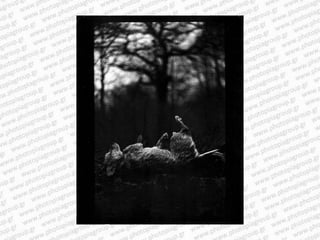 Giacomo brunelli