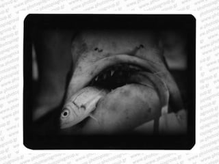Giacomo brunelli