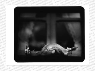 Giacomo brunelli
