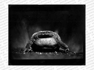 Giacomo brunelli