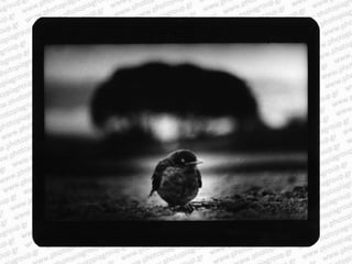 Giacomo brunelli