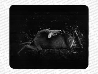 Giacomo brunelli