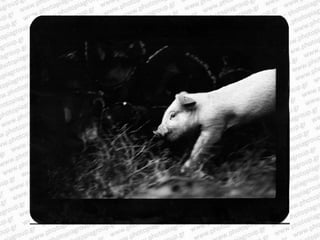 Giacomo brunelli