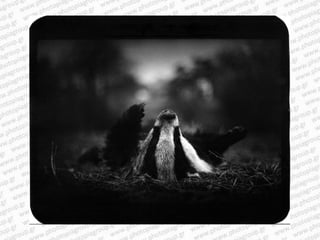 Giacomo brunelli