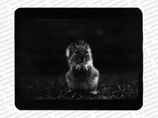 Giacomo brunelli
