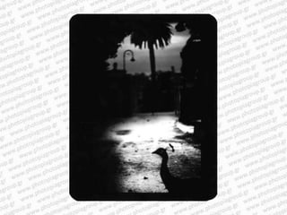 Giacomo brunelli