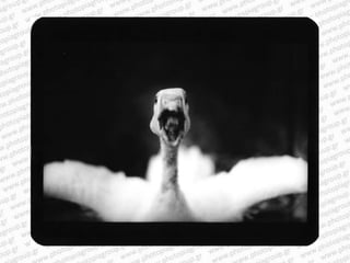 Giacomo brunelli