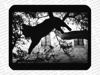 Giacomo brunelli