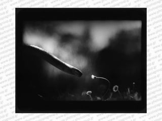 Giacomo brunelli