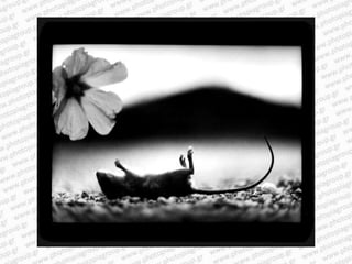 Giacomo brunelli