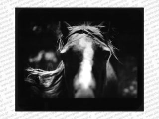 Giacomo brunelli