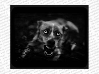 Giacomo brunelli