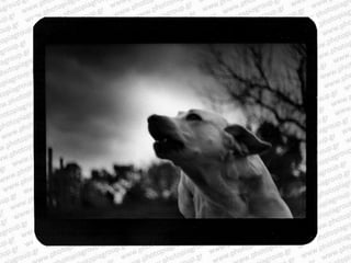 Giacomo brunelli