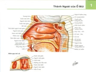 Mô hình hệ hô hấp chạm nổi  httpakitechvn