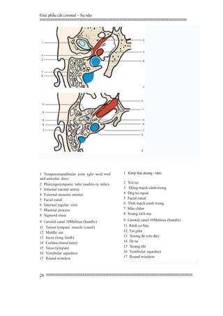 Giải phẫu cắt coronal – Sọ não
|||||||||||||||||||||||||||||||||||||||||||||||||||||||||||||||||||||||||||||||||||||||||||||||||||||||||||||||||||||||||||||||||||||||||||||||||||||||||||||||||||||||||||||||||||||||||||||||||||||||||||||||||||||||||||||||||||||||||||||||||||||||||||||||||||||
||||||||||||||||||||||||||||||||||||||||||||||||||||||||||||||||||||||||||||||||||||||||||||||||||||||||||||||||||||||||||||||||||||||||||||||||||||||||||||||||||||||||||||||||||||||||||||||||||||||||||||||||||||||||||||||||||||||||||||||||||||||||||||||||||||
|
28
1 Temporomandibular joint (gle- noid roof
and articular disc)
2 Pharyngotympanic tube (audito ry tube)-
3 Internal carotid artery
4 External acoustic meatus
5 Facial canal
6 Internal jugular vein
7 Mastoid process
8 Sigmoid sinus
9 Carotid canal 10Malleus (handle)
11 Tensor tympani muscle (canal)
12 Middle ear
13 Incus (long limb)
14 Cochlea (basal turn)
15 Sinus tympani
16 Vestibular aqueduct
17 Round window
1 Khớp thái dương - hàm
2 Vòi tai
3. Động mạch cảnh trong
4 Ống tai ngoài
5 Facial canal
6 Tĩnh mạch cảnh trong
7. Mấu chũm
8. Xoang xích ma
9 Carotid canal 10Malleus (handle)
11. Rãnh cơ búa
12. Tai giữa
13 Xương đe (chi dài)
14 Ốc tai
15 Xoang nhĩ
16 Vestibular aqueduct
17 Round window
 