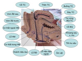 Cổ TC
Vòm ÂĐ sau
Vòm ÂĐ trước
Cơ thắt ngoài HM
Lỗ HM
Hoành niệu dục Lỗ niệu đạo
ngoài
Cơ thắt trong HM
Lỗ ÂĐ Âm vật
TM mu sâu
Khoang sau
x. mu
Cổ BQ
Túi cùng
BQ-TC
Buồng TC
Đáy TC
Thân TC
 