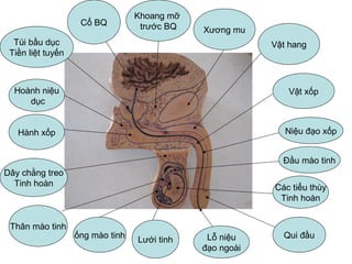 Cổ BQ
Túi bầu dục
Tiền liệt tuyến
Hoành niệu
dục
Hành xốp
Thân mào tinh
ống mào tinh
Lưới tinh
Dây chằng treo
Tinh hoàn
Qui đầuLỗ niệu
đạo ngoài
Các tiểu thùy
Tinh hoàn
Đầu mào tinh
Niệu đạo xốp
Khoang mỡ
trước BQ Xương mu
Vật hang
Vật xốp
 