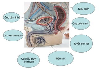 Ống phóng tinh
Ống dẫn tinh
Các tiểu thùy
tinh hoàn
Tuyến tiền liệt
Niệu quản
DC treo tinh hoàn
Mào tinh
 