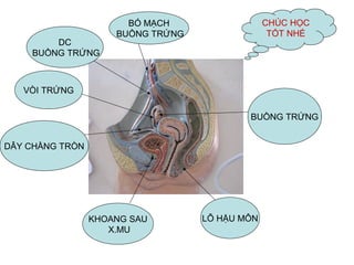 BÓ MẠCH
BUỒNG TRỨNG
DC
BUỒNG TRỨNG
VÒI TRỨNG
DÂY CHẰNG TRÒN
KHOANG SAU
X.MU
LỖ HẬU MÔN
BUỒNG TRỨNG
CHÚC HỌC
TỐT NHÉ
 