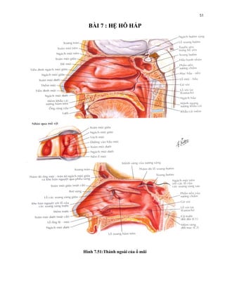 Phổi và Cấu Trúc Giải Phẫu Chi Tiết