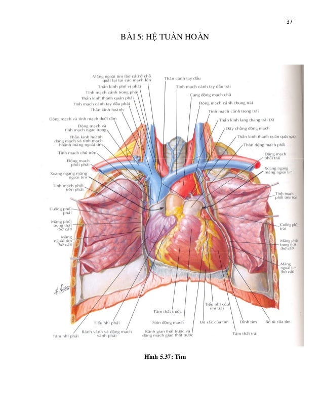 Pdf Atlas Giải Phẫu Người Frank H Netter Md Virad
