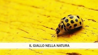 IL GIALLO NELLA NATURA
 