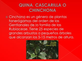 

Cinchona es un género de plantas
fanerógamas del orden de las
Gentianales de la familia de las
Rubiaceae. Tiene 25 especies de
grandes arbustos o pequeños árboles
que alcanzan los 5-15 metros de altura.

 