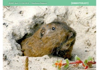 ROME April 11-12th 2014 - Gianfranco Reppucci
 