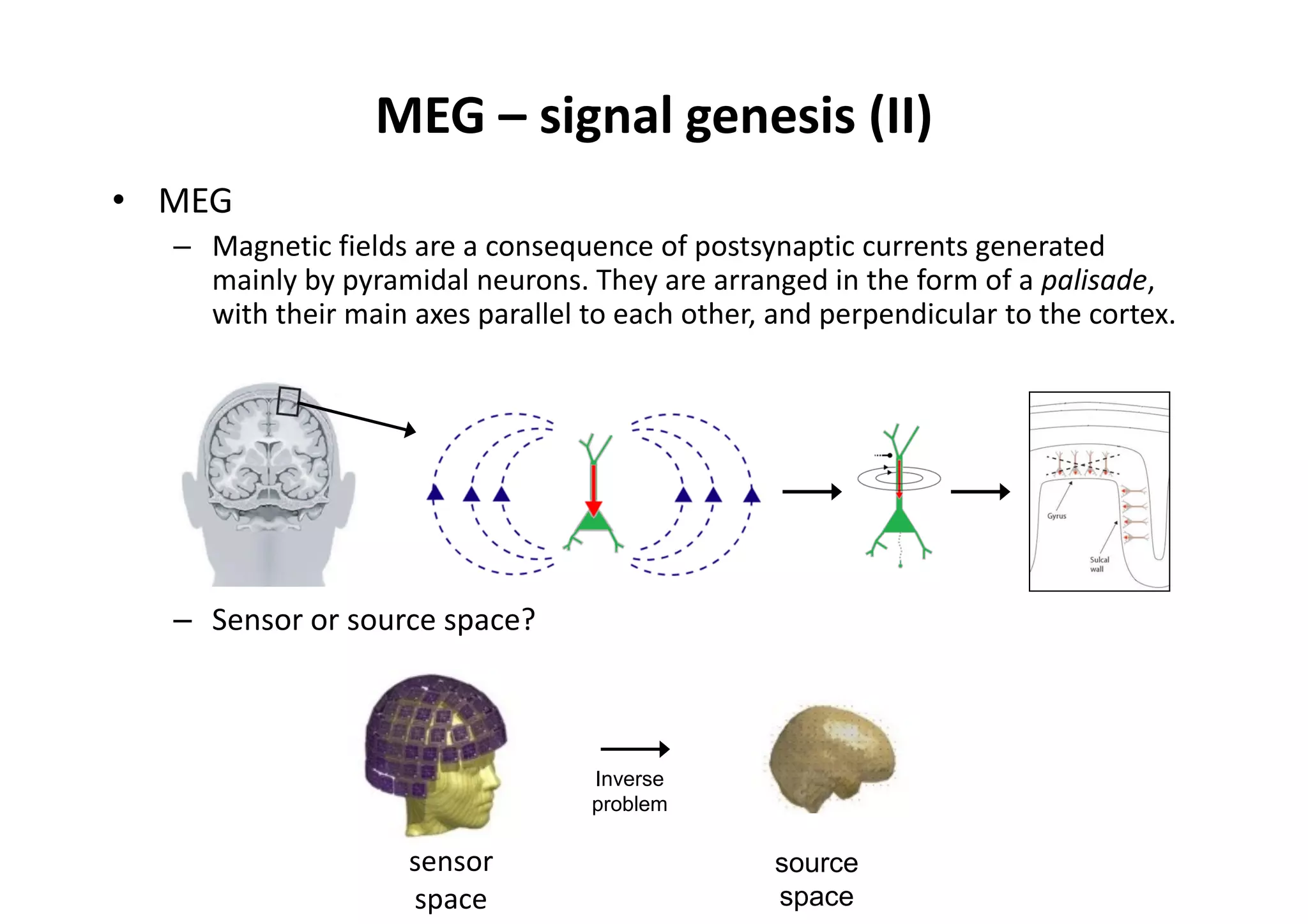 MEG – signal genesis (II)
• MEG
– Magnetic fields are a consequence of postsynaptic currents generated
mainly by pyramidal neurons. They are arranged in the form of a palisade,
with their main axes parallel to each other, and perpendicular to the cortex.
– Sensor or source space?
sensor
space
source
space
Inverse
problem
 