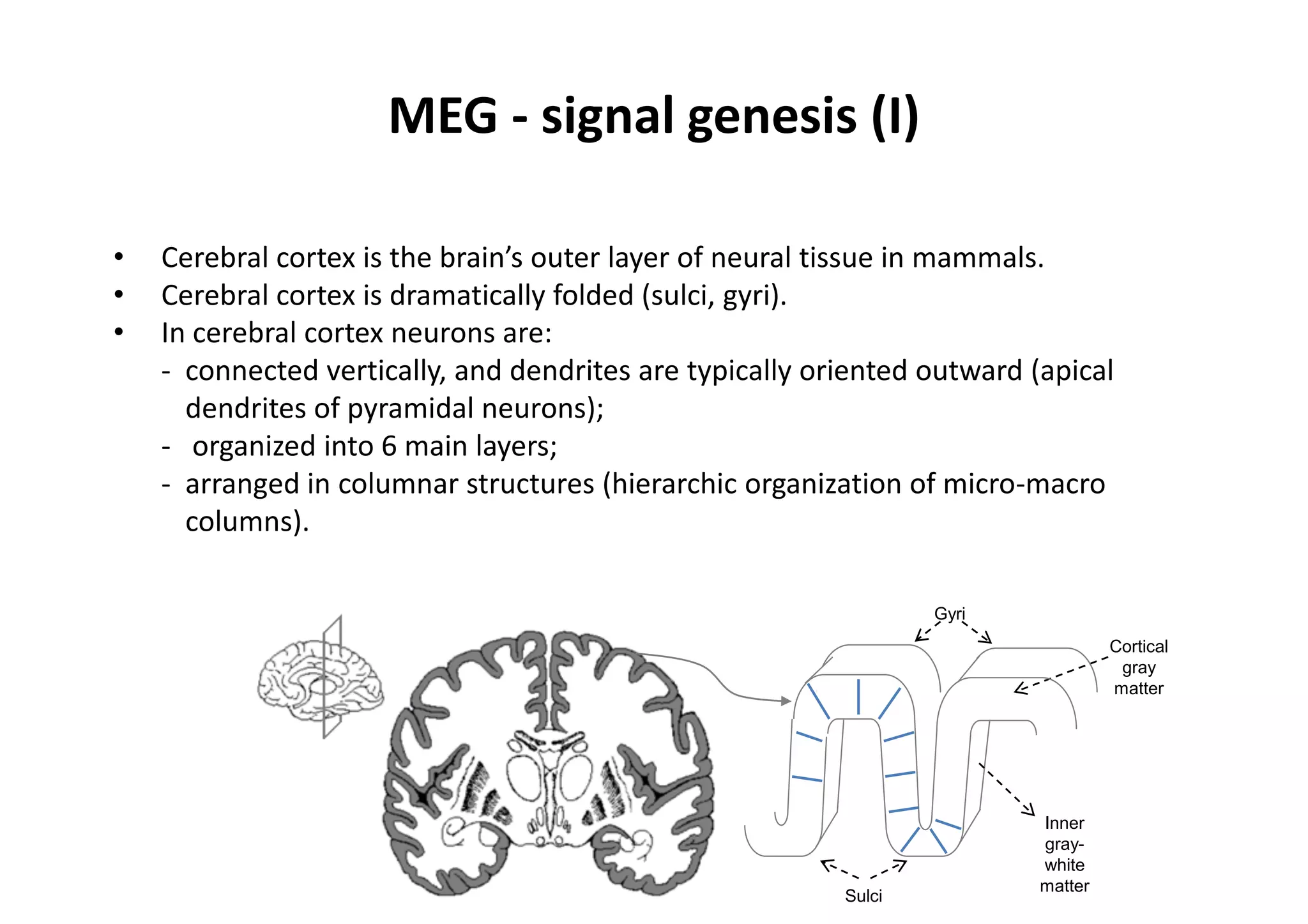 MEG - signal genesis (I)
• Cerebral cortex is the brain’s outer layer of neural tissue in mammals.
• Cerebral cortex is dramatically folded (sulci, gyri).
Gyri
Sulci
Cortical
gray
matter
Inner
gray-
white
matter
• In cerebral cortex neurons are:
- connected vertically, and dendrites are typically oriented outward (apical
dendrites of pyramidal neurons);
- organized into 6 main layers;
- arranged in columnar structures (hierarchic organization of micro-macro
columns).
 