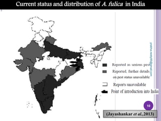 10
Current status and distribution of A. fulica in India
(Jayashankar et al.,2013)
on pest status unavailable
prabha.reddy95@gmail.com
 