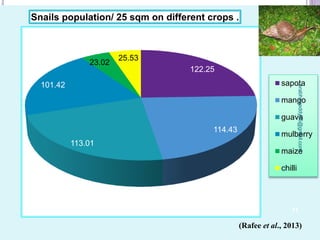 122.25
114.43
113.01
101.42
23.02
25.53
Snails population/ 25 sqm on different crops .
sapota
mango
guava
mulberry
maize
chilli
(Rafee et al., 2013)
11
prabha.reddy95@gmail.com
 