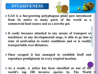 INVASIVENESS
 GAS is a fast-growing polyphagous plant pest introduced
from its native to many parts of the world as a
commercial food source and as a novelty pet.
 It easily becomes attached to any means of transport or
machinery at any developmental stage, is able to go into a
state of aestivation in cooler conditions and so is readily
transportable over distances.
 Once escaped it has managed to establish itself and
reproduce prodigiously in every tropical location.
 As a result, A. fulica has been classified as one of the
world's top 100 invasive species by The World 12
prabha.reddy95@gmail.com
 