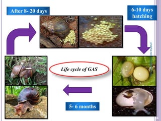 5- 6 months
Life cycle of GAS
6-10 days
hatching
After 8- 20 days
14
prabha.reddy95@gmail.com
 