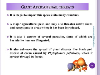 GIANT AFRICAN SNAIL THREATS
 It is illegal to import this species into many countries.
 A major agricultural pest, and may also threaten native snails
and ecosystems in areas where it has been introduced.
 It is also a carrier of several parasites, some of which are
harmful to humans if ingested.
 It also enhances the spread of plant diseases like black pod
disease of cacao caused by Phytophthora palmivora, which it
spreads through its faeces.
15
prabha.reddy95@gmail.com
 