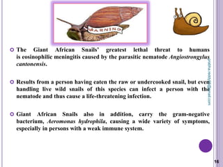  The Giant African Snails’ greatest lethal threat to humans
is eosinophilic meningitis caused by the parasitic nematode Angiostrongylus
cantonensis.
 Results from a person having eaten the raw or undercooked snail, but even
handling live wild snails of this species can infect a person with the
nematode and thus cause a life-threatening infection.
 Giant African Snails also in addition, carry the gram-negative
bacterium, Aeromonas hydrophila, causing a wide variety of symptoms,
especially in persons with a weak immune system.
16
prabha.reddy95@gmail.com
 