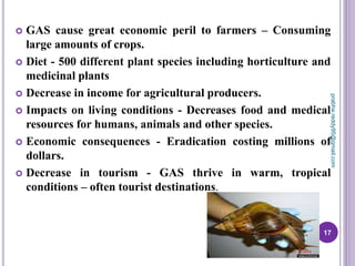  GAS cause great economic peril to farmers – Consuming
large amounts of crops.
 Diet - 500 different plant species including horticulture and
medicinal plants
 Decrease in income for agricultural producers.
 Impacts on living conditions - Decreases food and medical
resources for humans, animals and other species.
 Economic consequences - Eradication costing millions of
dollars.
 Decrease in tourism - GAS thrive in warm, tropical
conditions – often tourist destinations.
17
prabha.reddy95@gmail.com
 