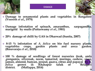 DAMAGE
 Damage to ornamental plants and vegetables in Bangalore
(Veeresh et al., 1979)
 Damage infestation of spinach, amaranthus, sarpagandha,
marigold by snails (Puttaswamy et al., 1981)
 20% damage of chilli by GAS in Dharwad (Sunita, 2007)
 8-15 % infestation of A. fulica on bio fuel nursery plants,
vegetables crops, garden plants and areca garden.
(Basavaraju et al., 2010)
 100 % damage of seedlings of forest nurseries (teak, amla
,pongamia, silveroak, neem, tamarind, moringa, cashew, sisso,
jamun, almond, banyan, peepal, guava, citrus and papaya) by A.
fulica grown in Khanapur taluk of Belagavi
district. (Mallappa, 2014)
19
prabha.reddy95@gmail.com
 