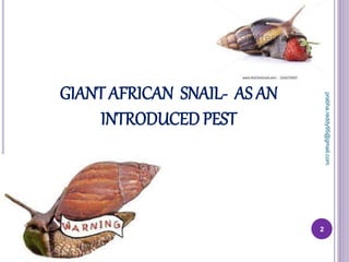 GIANT AFRICAN SNAIL- AS AN
INTRODUCED PEST
2
prabha.reddy95@gmail.com
 