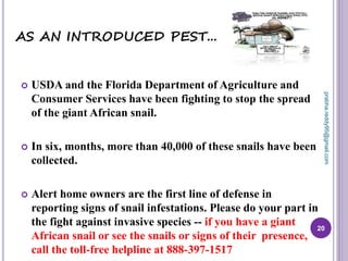AS AN INTRODUCED PEST...
 USDA and the Florida Department of Agriculture and
Consumer Services have been fighting to stop the spread
of the giant African snail.
 In six, months, more than 40,000 of these snails have been
collected.
 Alert home owners are the first line of defense in
reporting signs of snail infestations. Please do your part in
the fight against invasive species -- if you have a giant
African snail or see the snails or signs of their presence,
call the toll-free helpline at 888-397-1517
20
prabha.reddy95@gmail.com
 