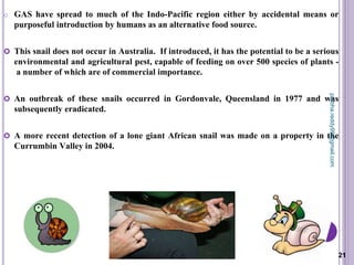 o GAS have spread to much of the Indo-Pacific region either by accidental means or
purposeful introduction by humans as an alternative food source.
 This snail does not occur in Australia. If introduced, it has the potential to be a serious
environmental and agricultural pest, capable of feeding on over 500 species of plants -
a number of which are of commercial importance.
 An outbreak of these snails occurred in Gordonvale, Queensland in 1977 and was
subsequently eradicated.
 A more recent detection of a lone giant African snail was made on a property in the
Currumbin Valley in 2004.
21
prabha.reddy95@gmail.com
 