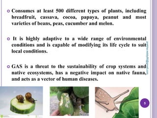  Consumes at least 500 different types of plants, including
breadfruit, cassava, cocoa, papaya, peanut and most
varieties of beans, peas, cucumber and melon.
 It is highly adaptive to a wide range of environmental
conditions and is capable of modifying its life cycle to suit
local conditions.
 GAS is a threat to the sustainability of crop systems and
native ecosystems, has a negative impact on native fauna,
and acts as a vector of human diseases.
5
prabha.reddy95@gmail.com
 