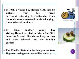  In 1958, a young boy stashed GAS into his
suitcase from his travels
in Hawaii returning to California. Once
the snails were discovered in his belongings,
it was released outdoors.
 In 1966, another young boy
visiting Hawaii decided to take a few GAS
home to Miami, Florida to keep as pets
and were released into the family’s
garden.
 The Florida State eradication process took
10 years costing over one million dollars.
9
prabha.reddy95@gmail.com
 