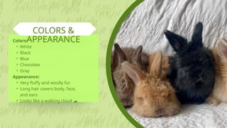 Giant Angora Rabbit Colors, Size, Diet, Lifespan, & Facts | PPTX
